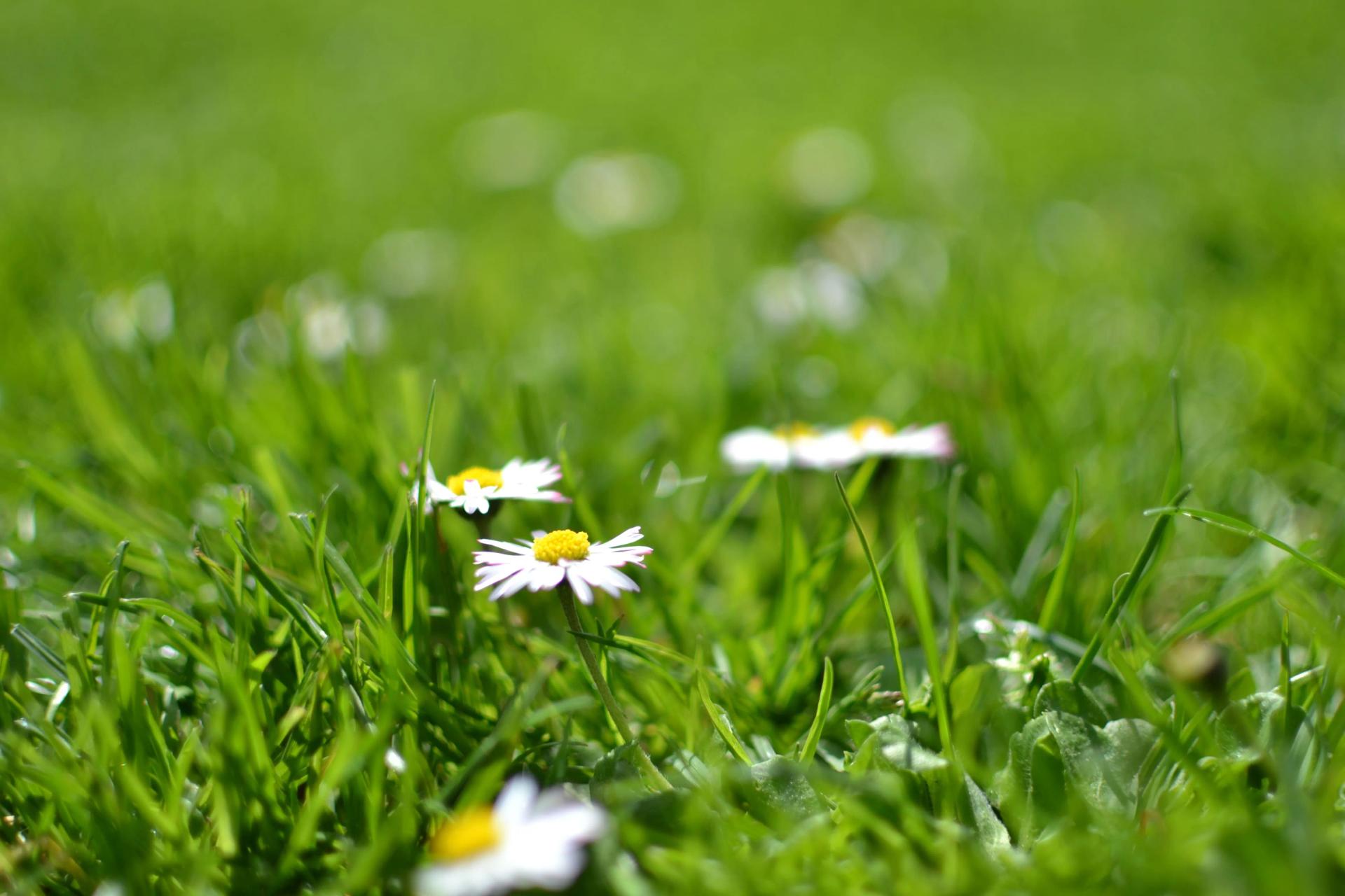 Lawn in Spring