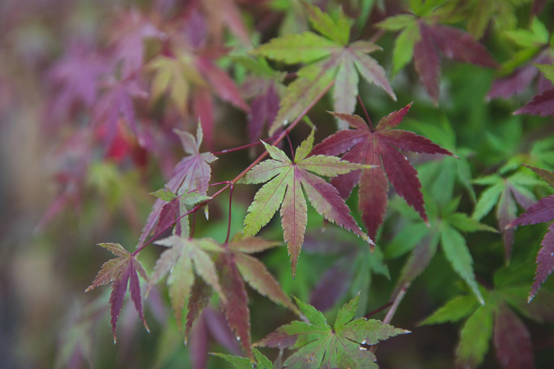 Colorful Japanese Maple Leaves