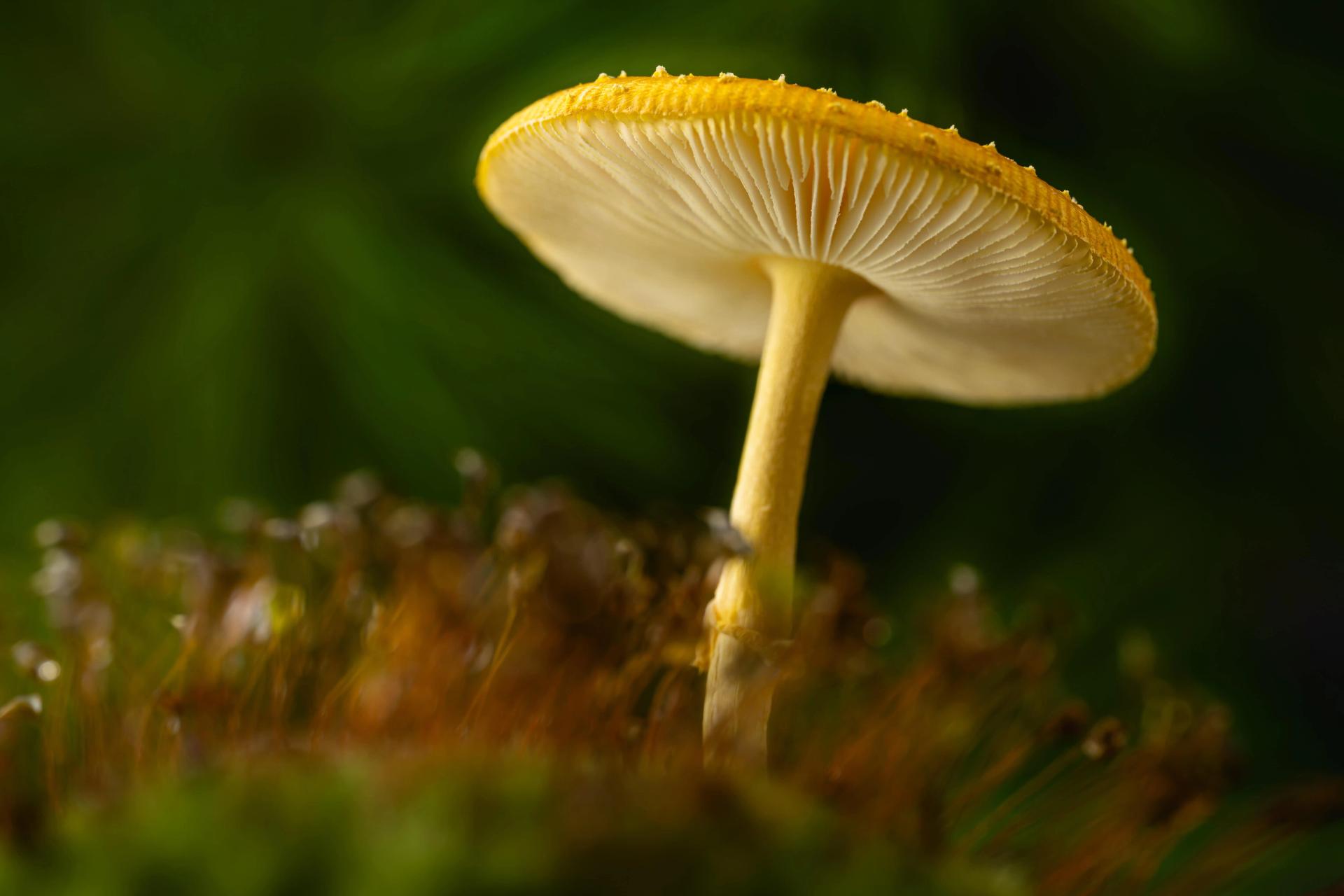 A Closeup of a Mushroom