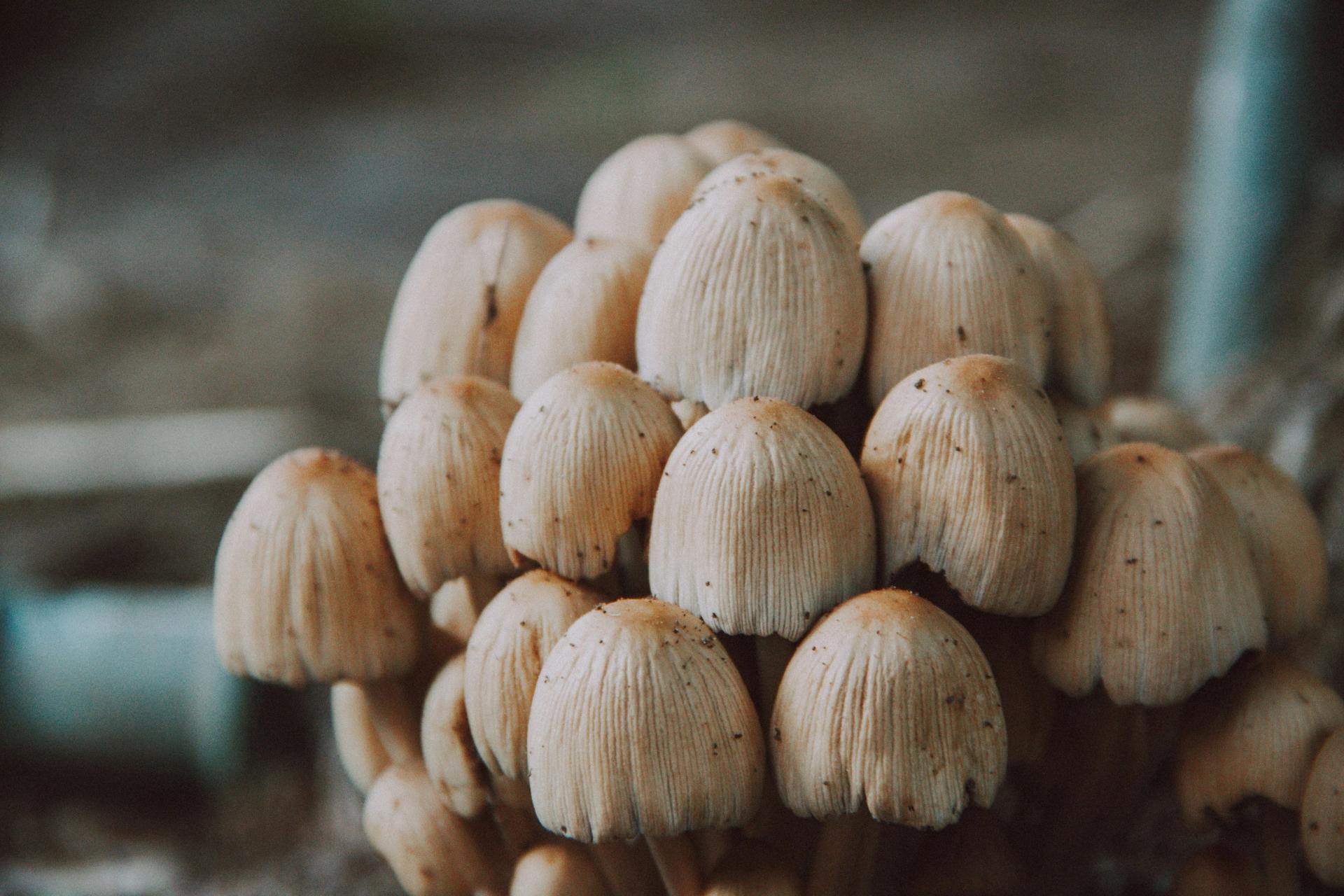 Mushrooms Growing Indoors