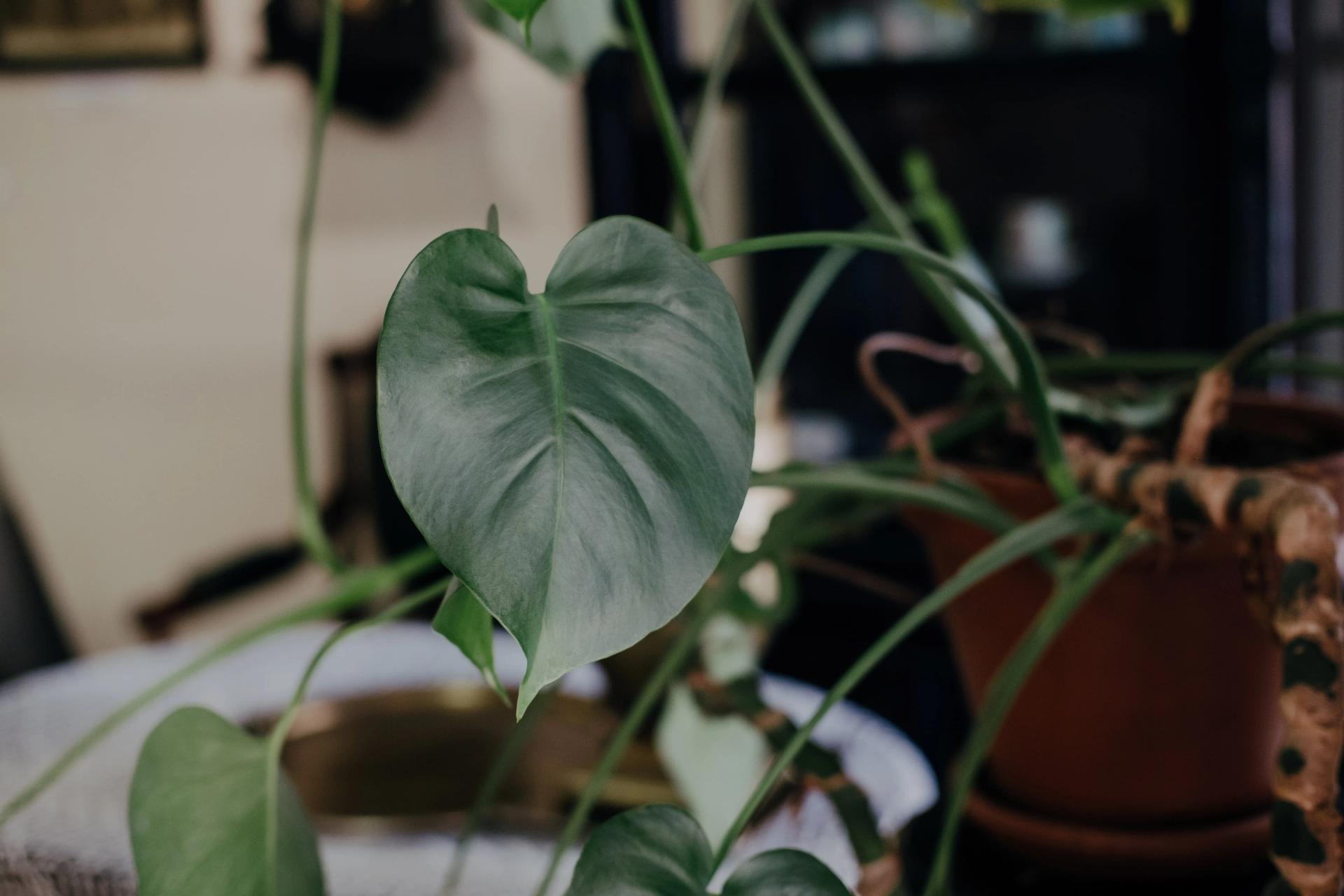 Potted Heartleaf Philodendron