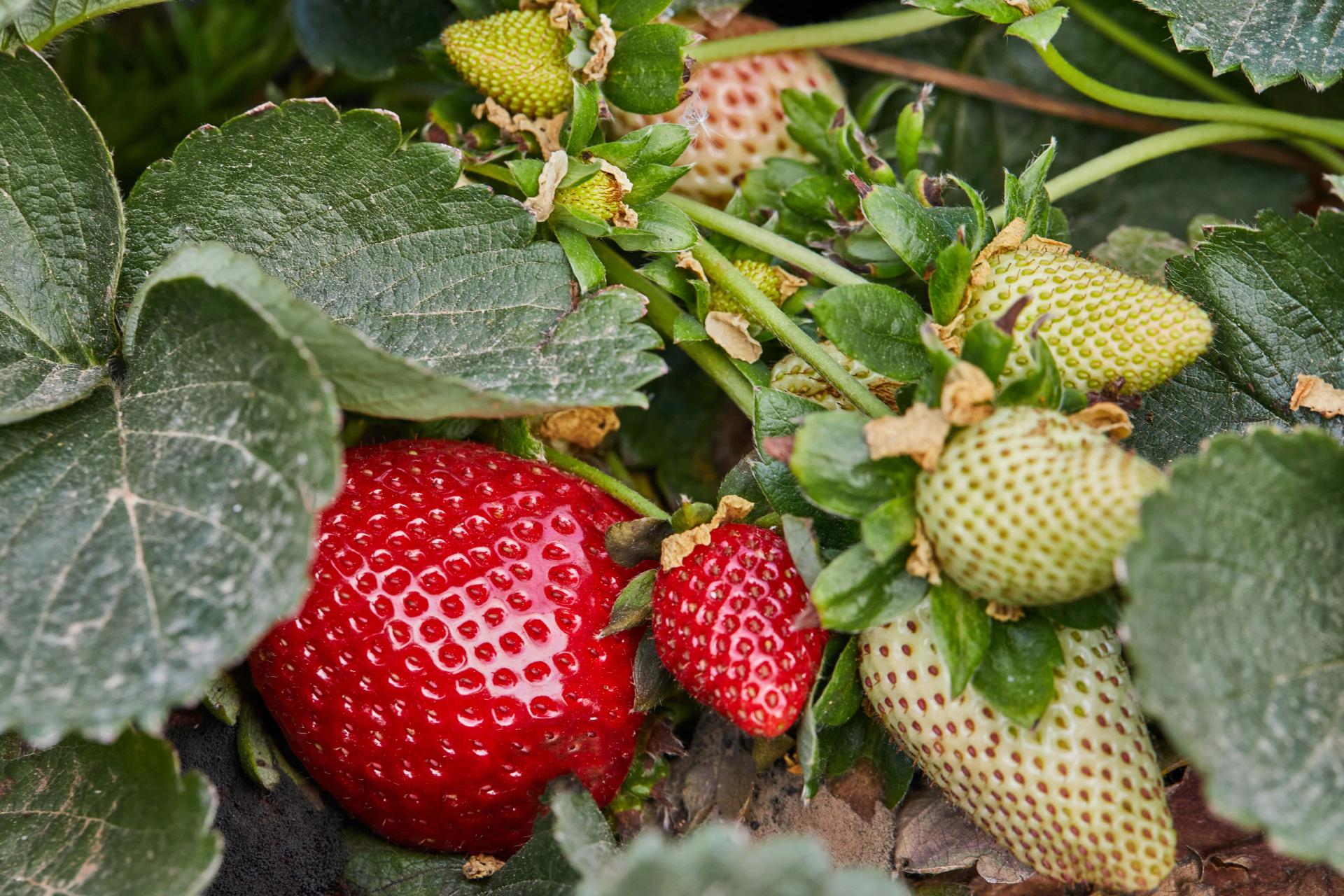 picking-fresh-strawberries-on-the-farm-close-up-o-2023-03-15-07-32-05-utc-min.jpg