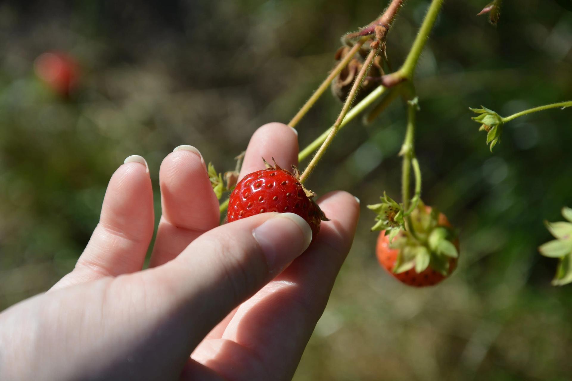 picking-strwberries-2022-10-07-00-45-00-utc-min.JPG