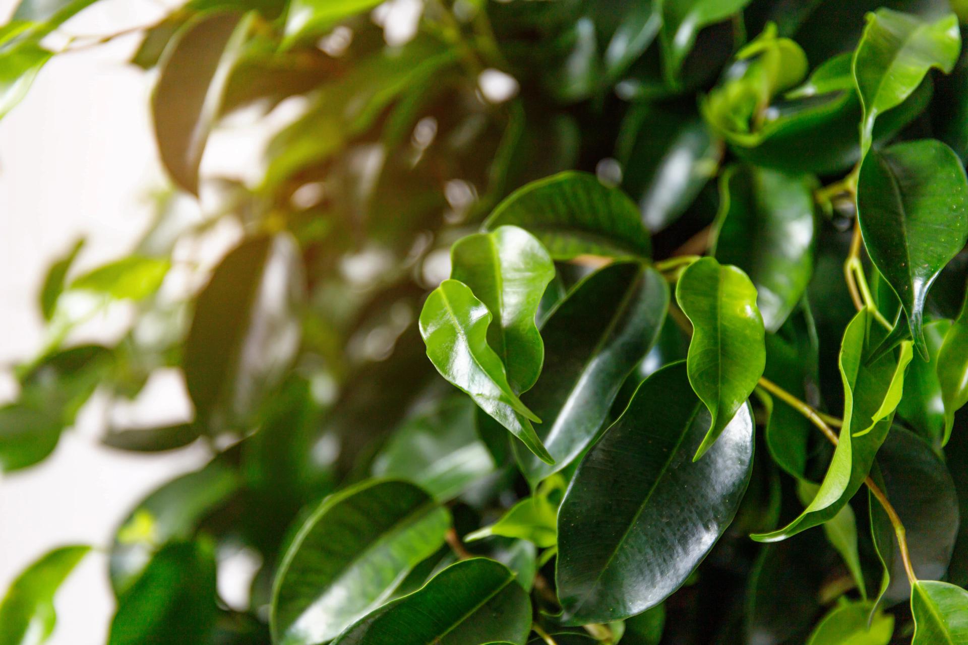 Weeping Fig