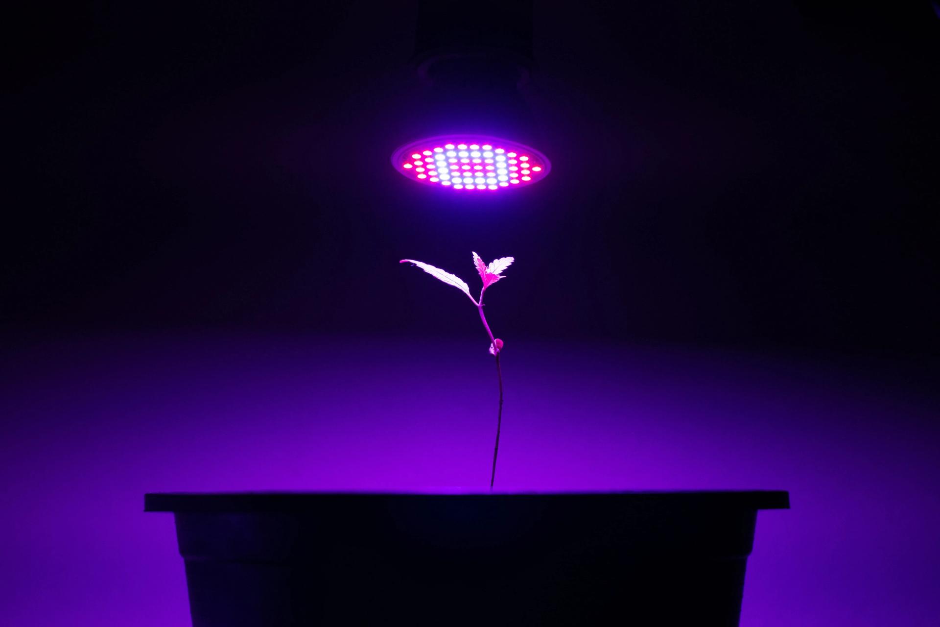 Plant Under Artificial LED Light
