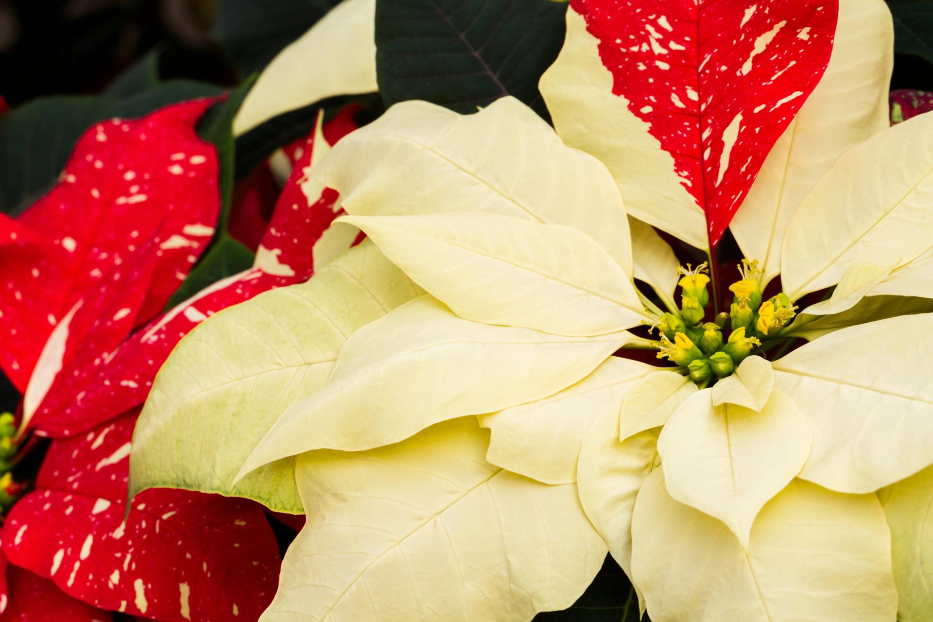 White, Red, Spotted Poinsettia Leaves