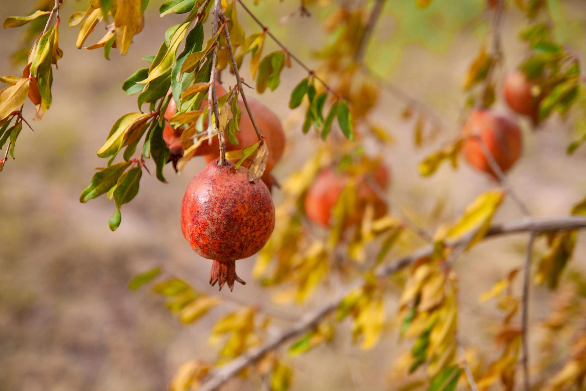 Pomegranate Branch