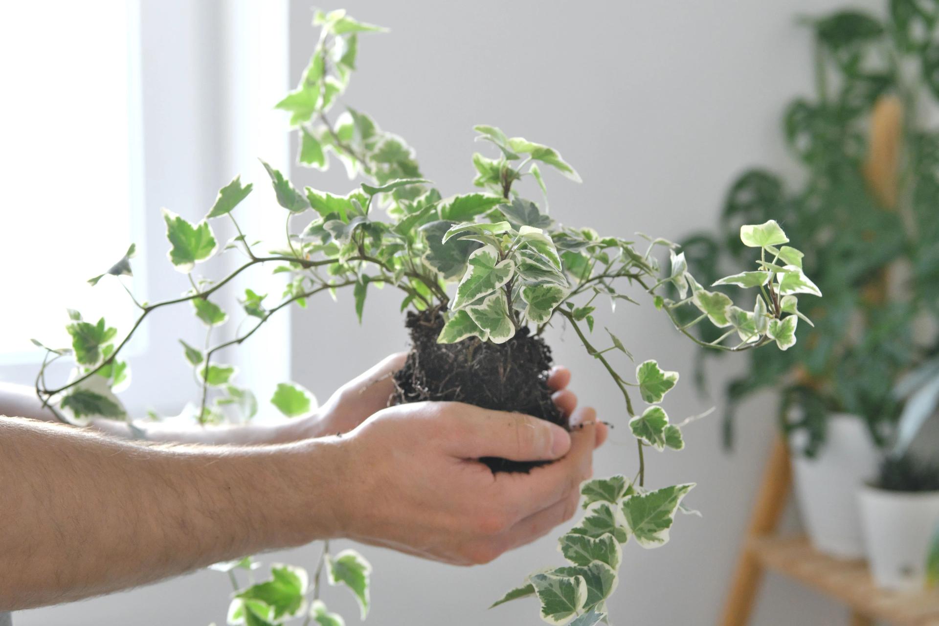 Hedera Plant in Hands
