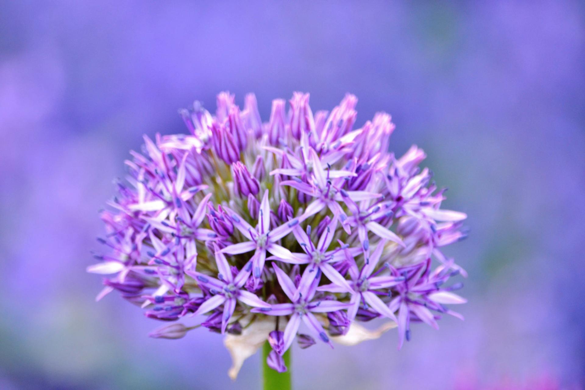 purple-allium-flower-closeup-2022-11-16-06-09-31-utc-min.jpg