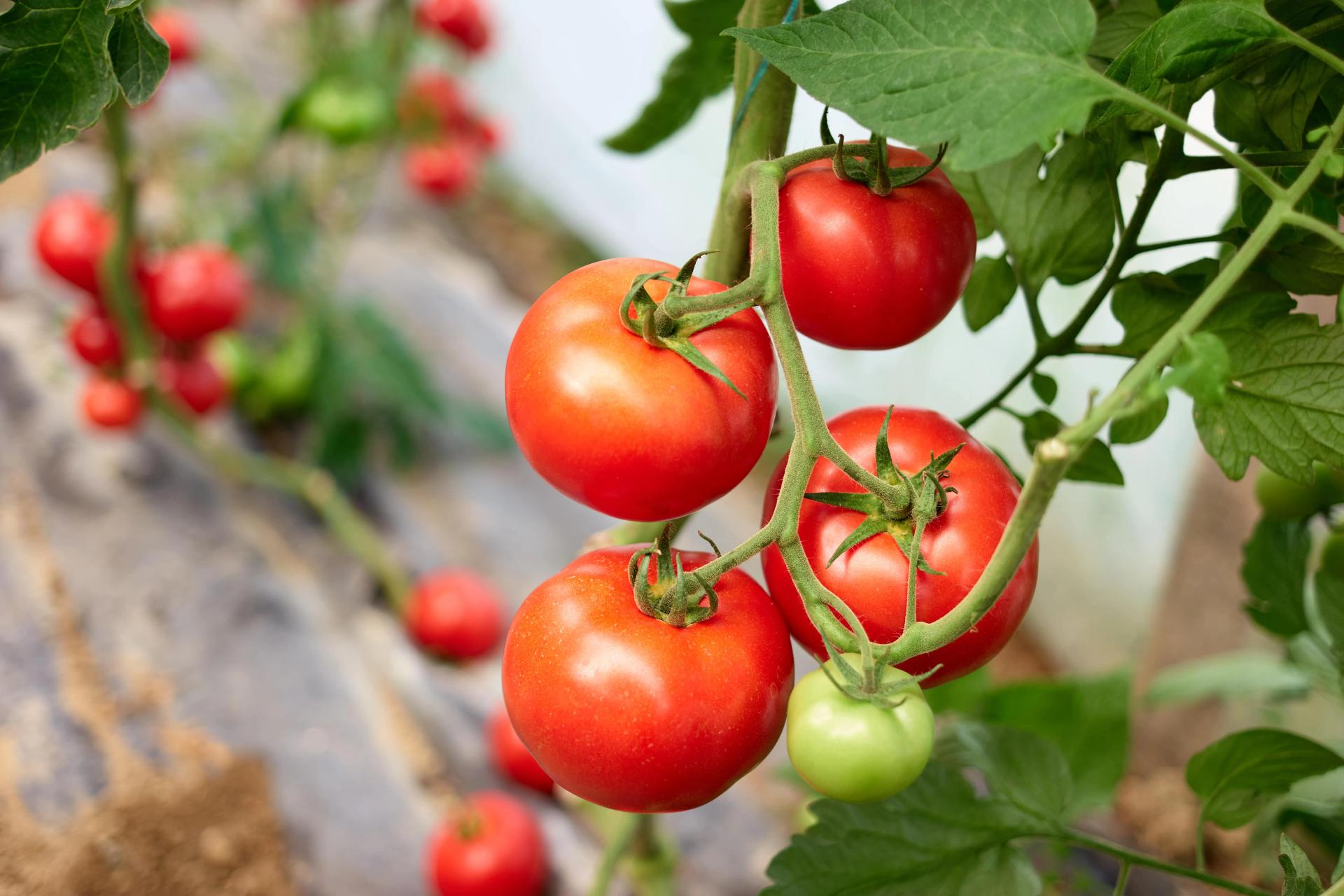 ripe-tomato-plant-growing-in-greenhouse-2021-09-22-23-33-21-utc-min.jpg