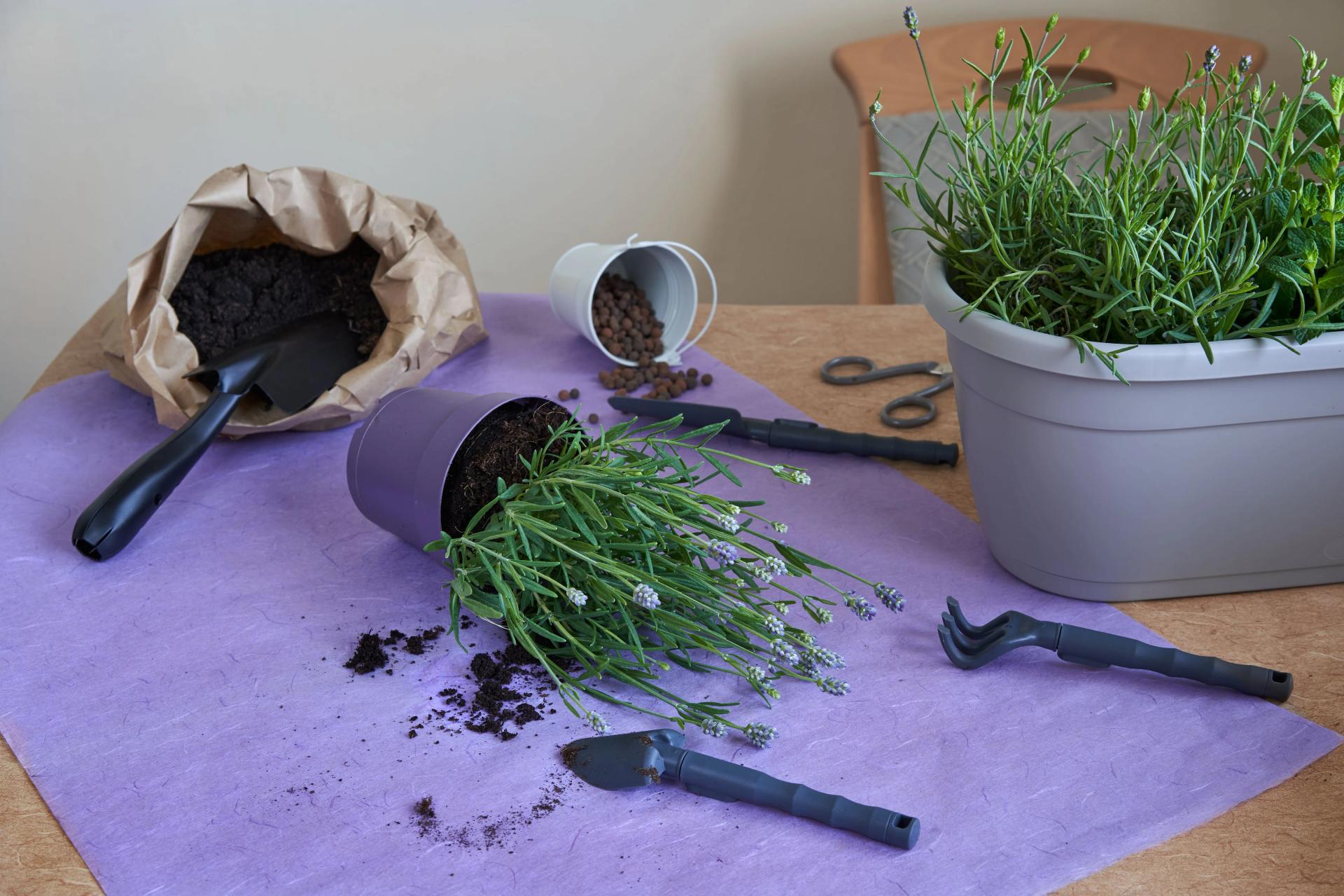 Planting Lavender Seeds