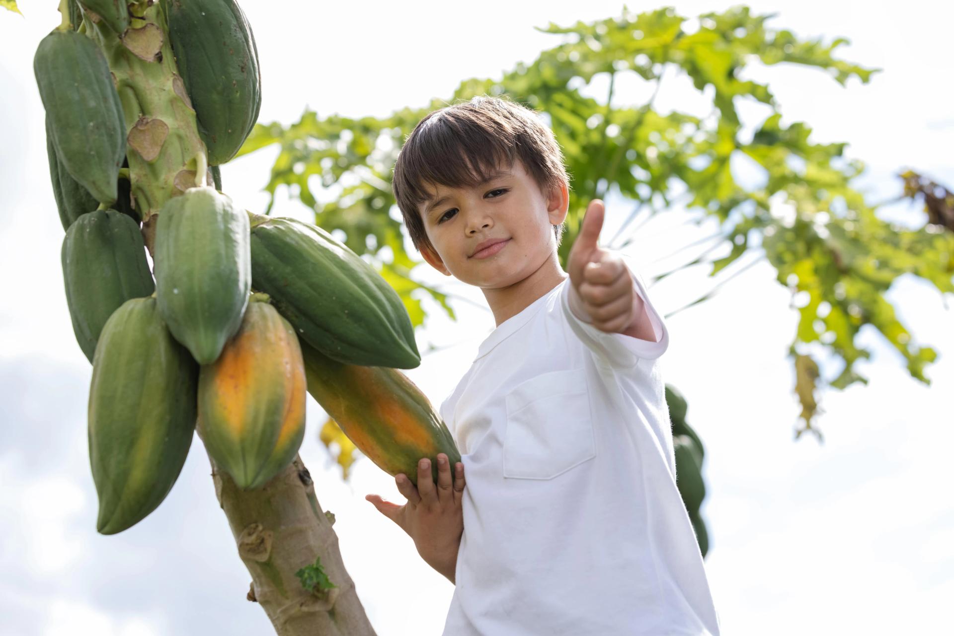A Boy with Papaya Tree