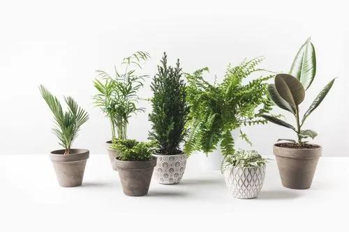 Real vs. faux plants. Which ones are better?