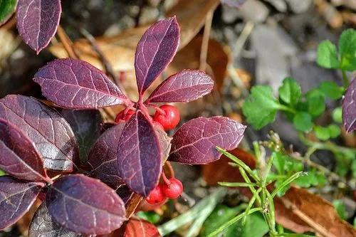 Eastern Teaberry