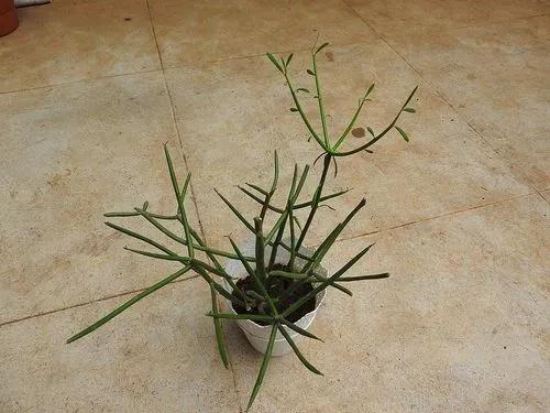 Pencil cactus