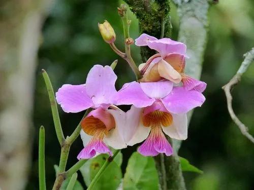 Singapurska orchidea