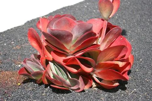 Paddle plant