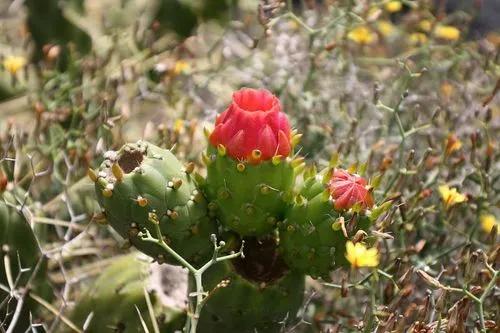 Eve's Pin Cactus