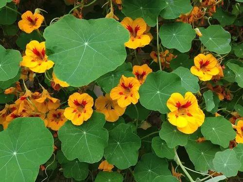 Garden nasturtium