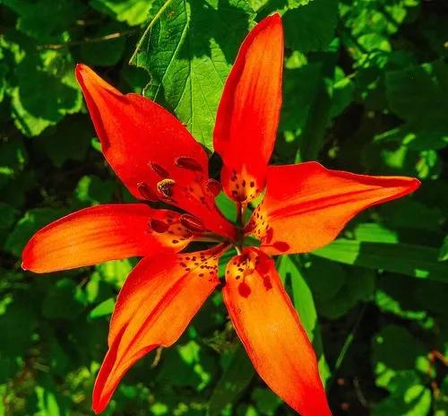 Wood Lily