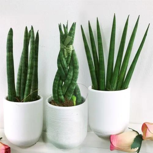 Braided Snake Plant