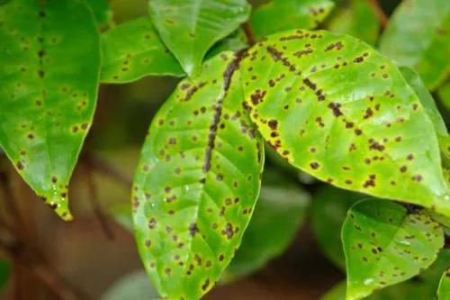 Best Ways To Get Rid Of Rust Spots On Leaves