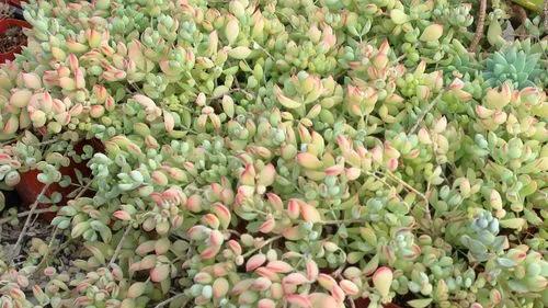 Cotyledon pendens