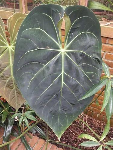 Regal Anthurium