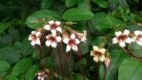 Preuss' strophanthus