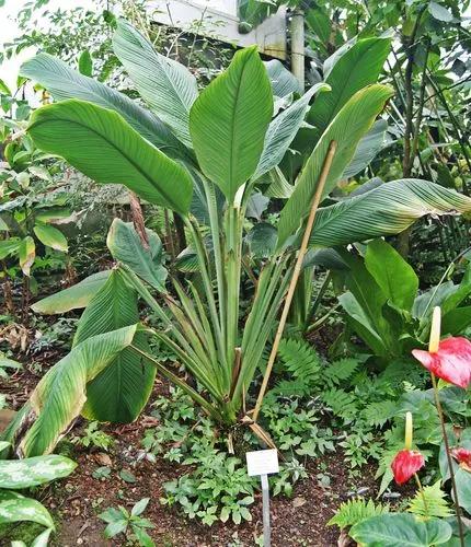 Spathiphyllum Ortgiesii