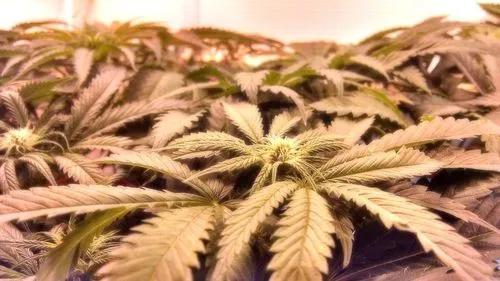 What Is Cannabis Deficiency?