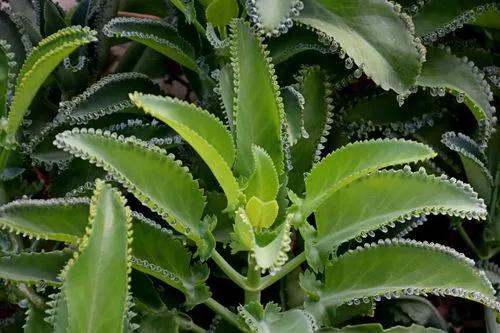 Kalanchoe laetivirens