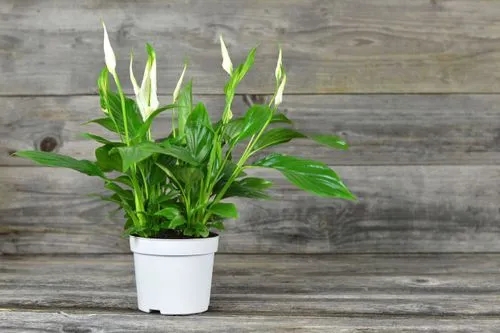 The plant you need based on your clothes style