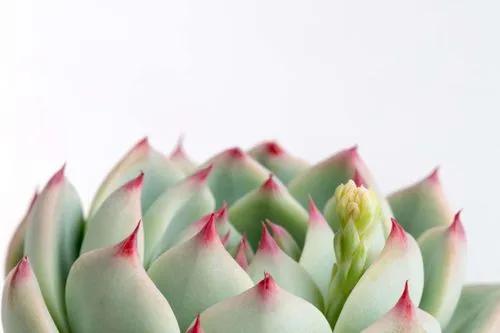 How to Propagate Succulents Fast