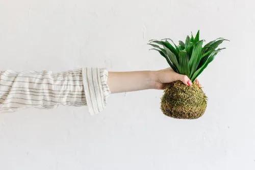 Kokedama: what is it and how to do it?