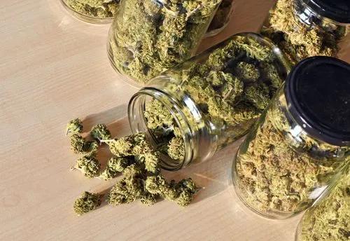 Best Practices For Drying And Curing Cannabis