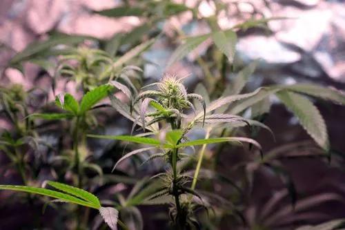 What Is The Ideal Temp And Humidity For Weed Growing?