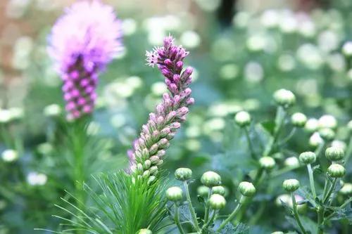7 perennial flowers for your yard