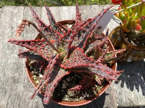 Wrasse Aloe Or Snapper Aloe