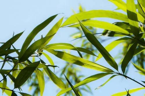 Why Bamboo Leaves Turning Yellow or Brown?