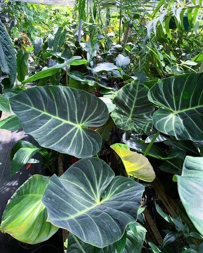 Philodendron Choco