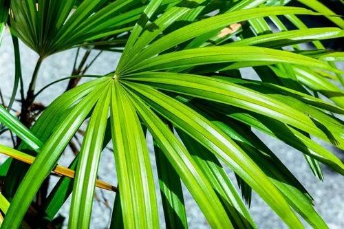 Broadleaf lady palm