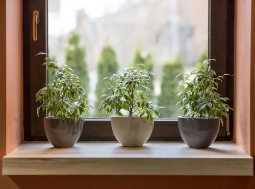 Plants for north windows