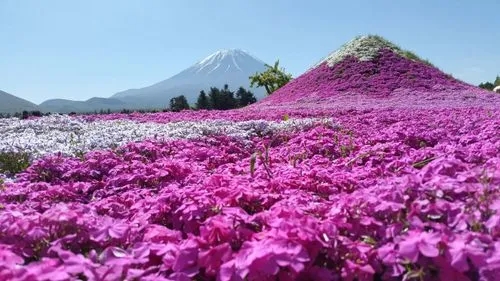 Flower festivals around the world