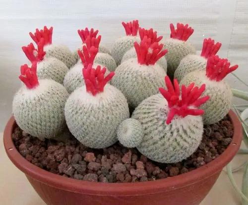 Ping Pong Ball Cactus