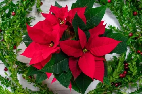 How to Keep Poinsettias Alive All Year