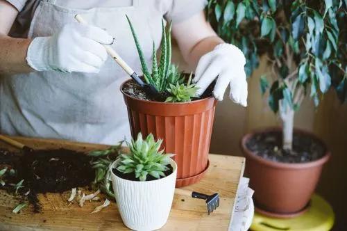 How to Repot a Plant