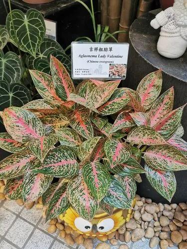 Aglaonema Lady Valentine