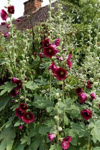 Perennial Hollyhocks