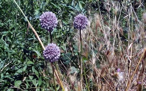 Wild Leek